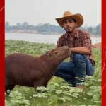 'A gente não vai desistir dessa luta', diz influenciador após Justiça determinar devolução de capivara Filó ao Ibama