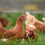 Agricultura confirma foco de doença de Newcastle em Santa Catarina