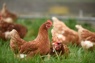 Agricultura confirma foco de doença de Newcastle em Santa Catarina