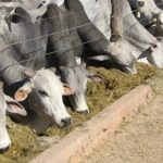 Agropecuária ocupa territórios próximos aos preservados na Amazônia