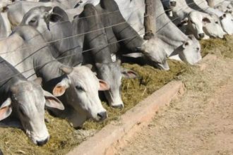 Agropecuária ocupa territórios próximos aos preservados na Amazônia