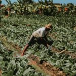 Após três anos de alta, pedidos de recuperação judicial no agro caem no 2º trimestre