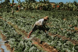 Após três anos de alta, pedidos de recuperação judicial no agro caem no 2º trimestre