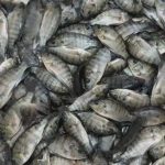 Aprenda a criar tilápias em cativeiro