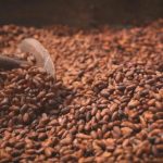 Cacau abre mercados para o Brasil, mas chocolate pode voltar a ser artigo de luxo devido à crise climática
