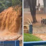 Cachorro fica ilhado após aumento do volume de água na Cachoeira de Cambuci; animal passa bem