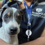 Cães agressivos são recolhidos em casa onde idoso de 90 anos mora sozinho em Petrópolis
