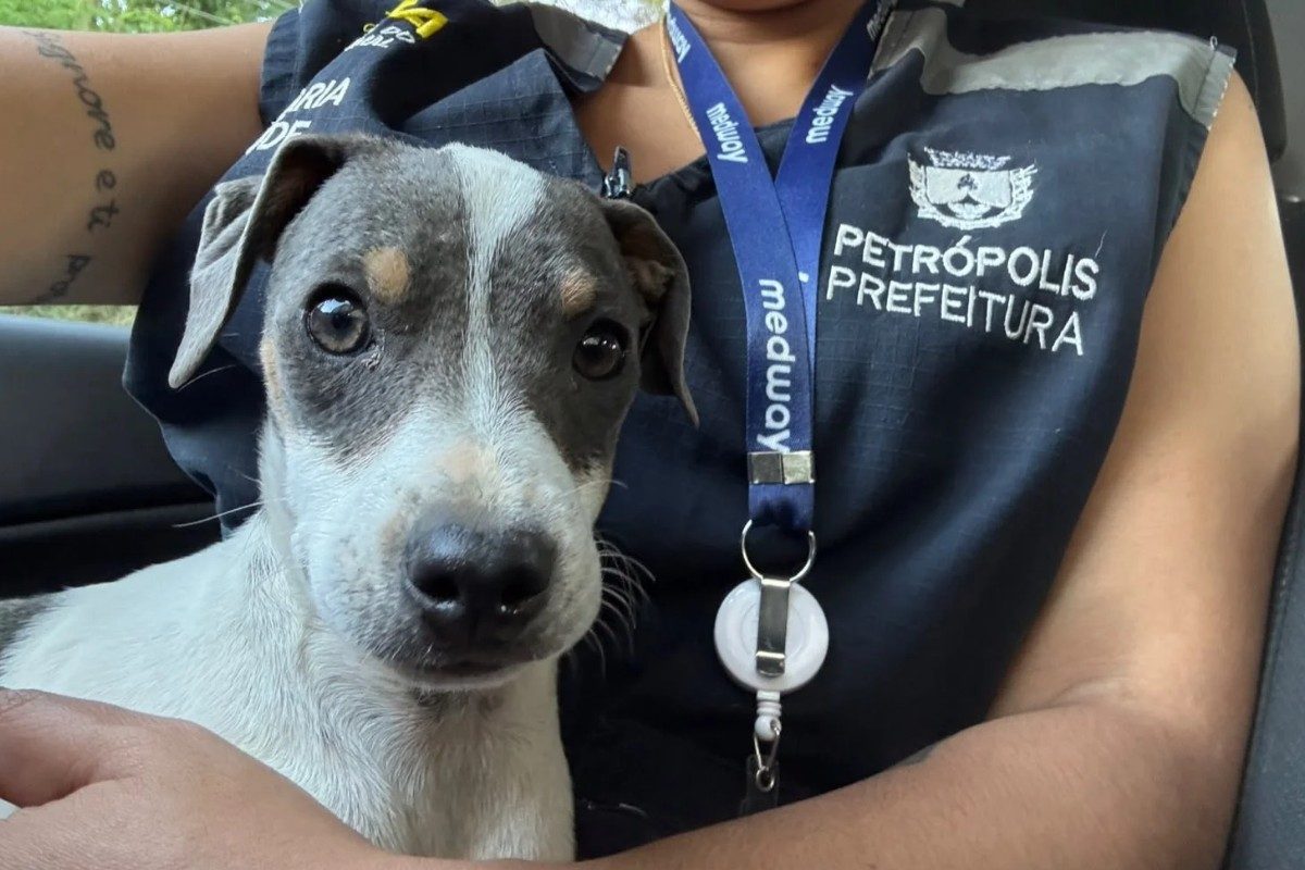 Cães agressivos são recolhidos em casa onde idoso de 90 anos mora sozinho em Petrópolis