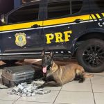Cães farejadores encontram 4,1 kg de haxixe escondidos em mala em ônibus na Dutra, em Caçapava