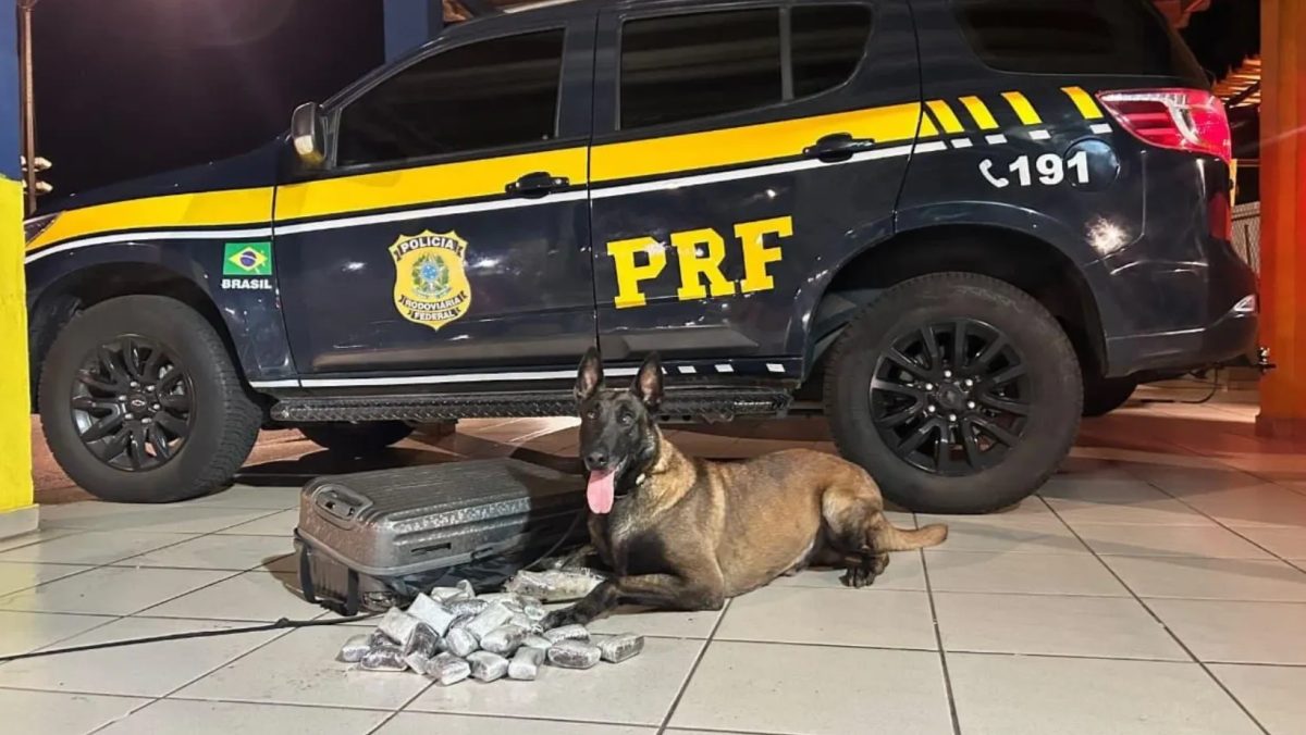 Cães farejadores encontram 4,1 kg de haxixe escondidos em mala em ônibus na Dutra, em Caçapava