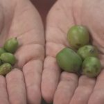 Café gigante e raríssimo é encontrado na Amazônia; espécie representa 0,01% da produção mundial