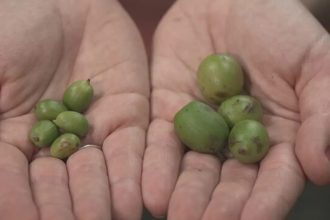Café gigante e raríssimo é encontrado na Amazônia; espécie representa 0,01% da produção mundial