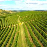 Café: poder de compra de fertilizantes pelo produtor recua no início da abubação da safra; entenda