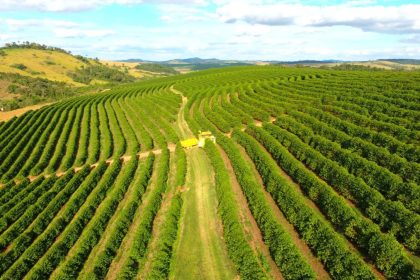 Café: poder de compra de fertilizantes pelo produtor recua no início da abubação da safra; entenda