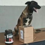 Cão farejador da polícia encontra droga escondida em pote de whey protein em RO