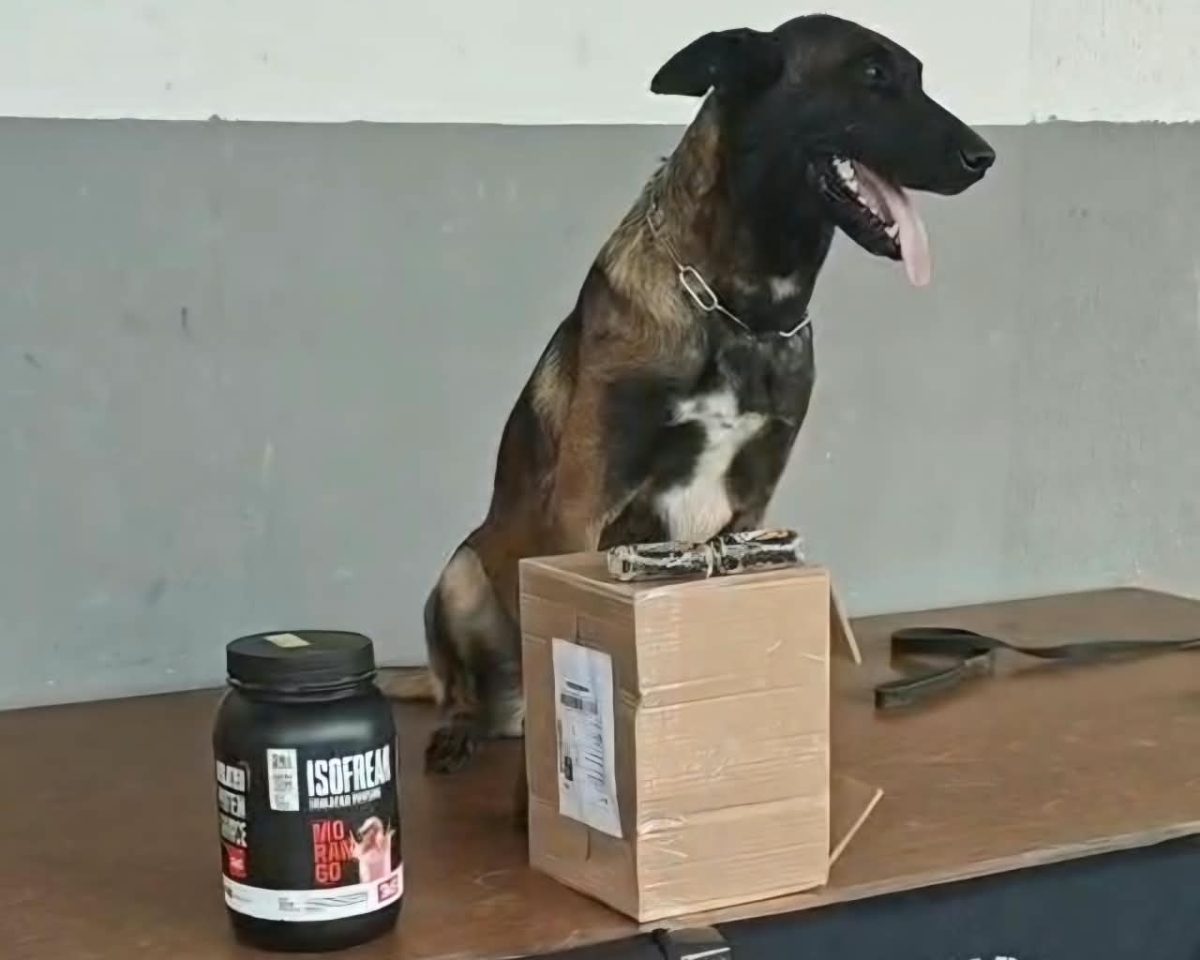 Cão farejador da polícia encontra droga escondida em pote de whey protein em RO
