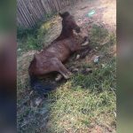 Cavalo debilitado é abandonado em rua de Santarém e moradora pede socorro