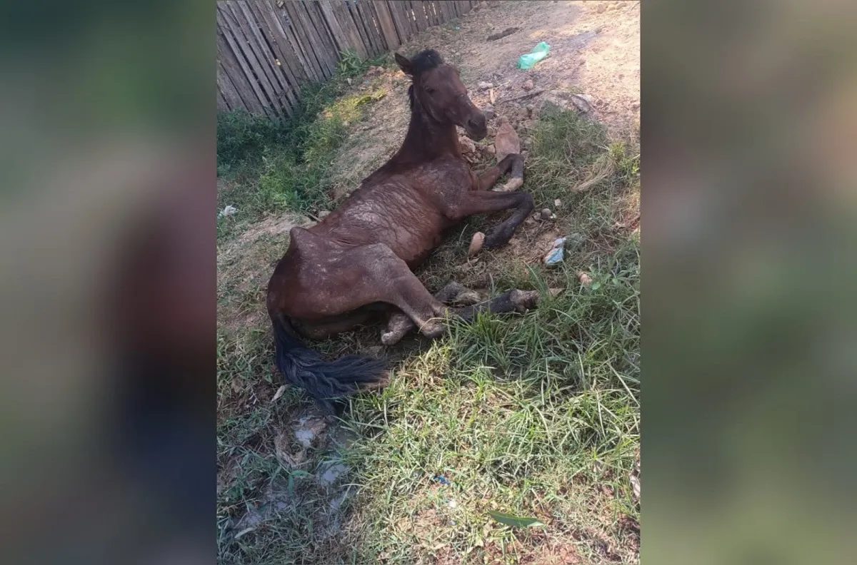 Cavalo debilitado é abandonado em rua de Santarém e moradora pede socorro