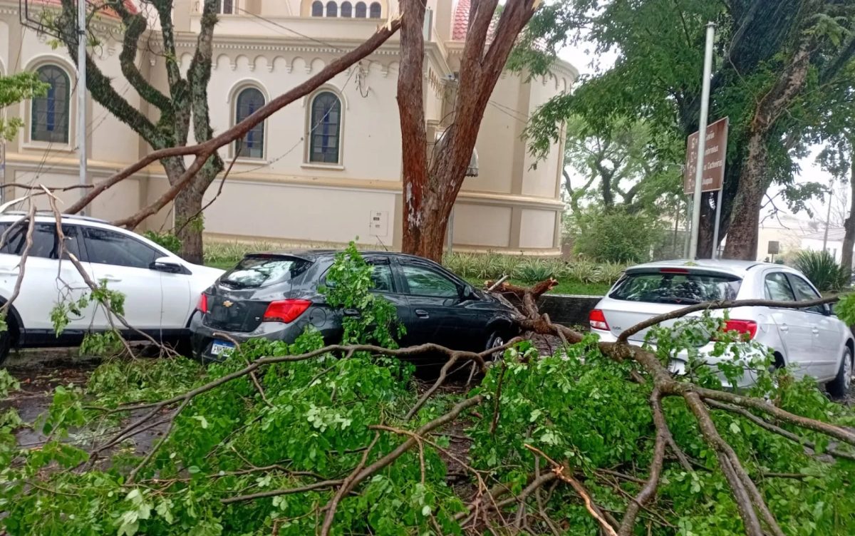Chuva forte causa queda de árvores e falta de energia no Sul de Minas
