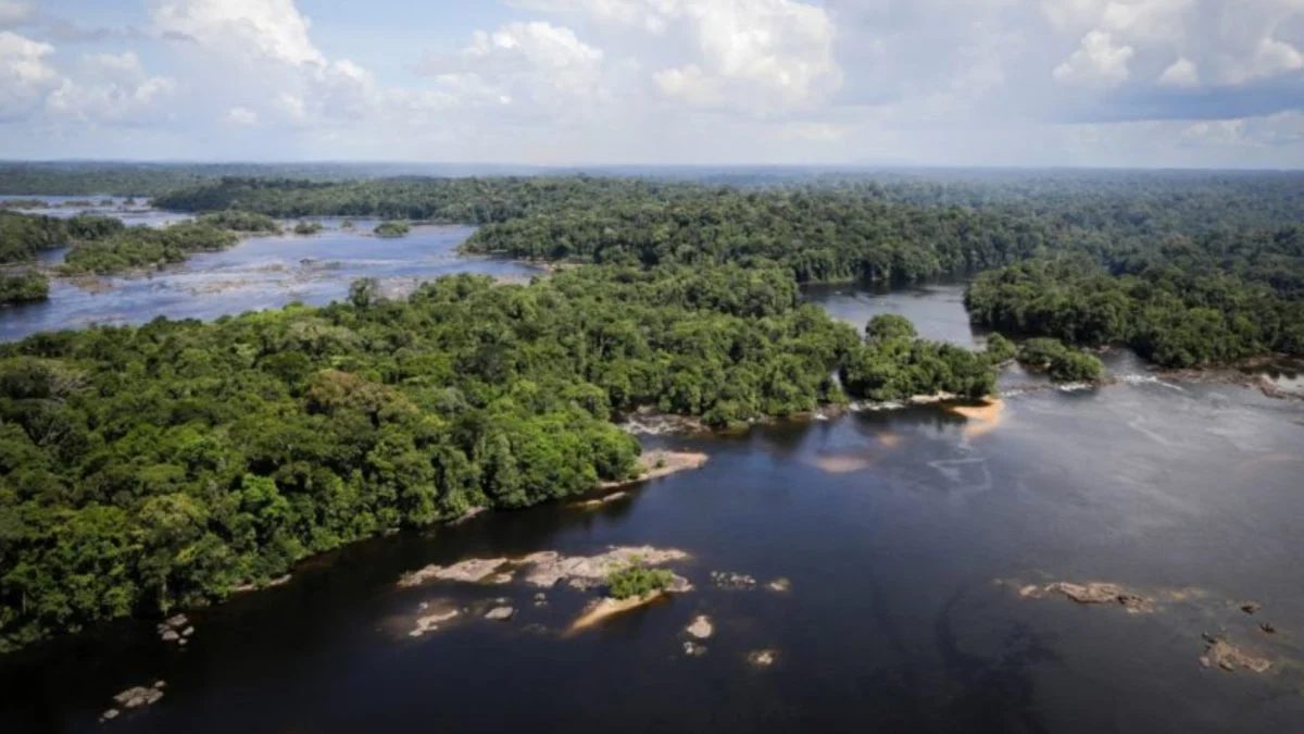 Código Florestal: implementação pode criar 3,1 mi de empregos