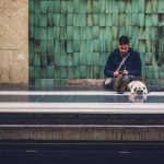 Como levar animais de estimação nos trens e ônibus de São Paulo