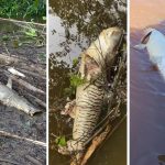 Decoada no Rio Miranda: pescador mostra peixes mortos por falta de oxigênio; veja vídeo