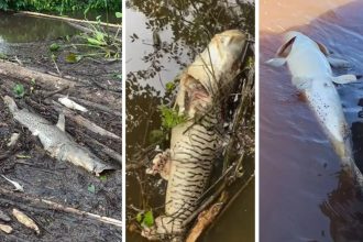Decoada no Rio Miranda: pescador mostra peixes mortos por falta de oxigênio; veja vídeo