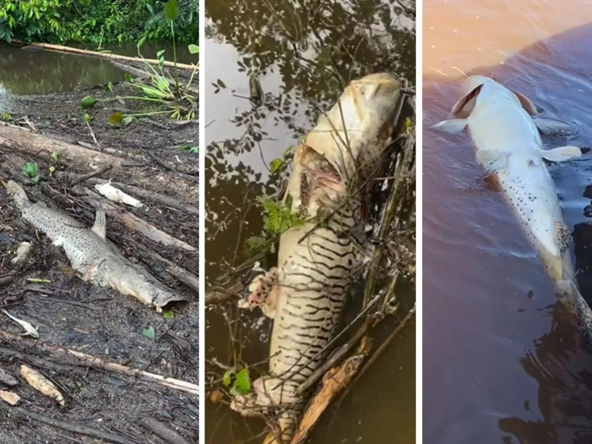 Decoada no Rio Miranda: pescador mostra peixes mortos por falta de oxigênio; veja vídeo