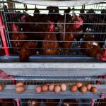 Depois dos carros, a carne: como a China avança sobre clientes do Brasil com frango até 20% mais barato