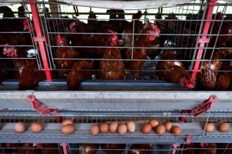 Depois dos carros, a carne: como a China avança sobre clientes do Brasil com frango até 20% mais barato