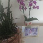 Dia de Finados: homenagens além dos cemitérios impulsionam venda de flores e setor projeta alta de 5,2%