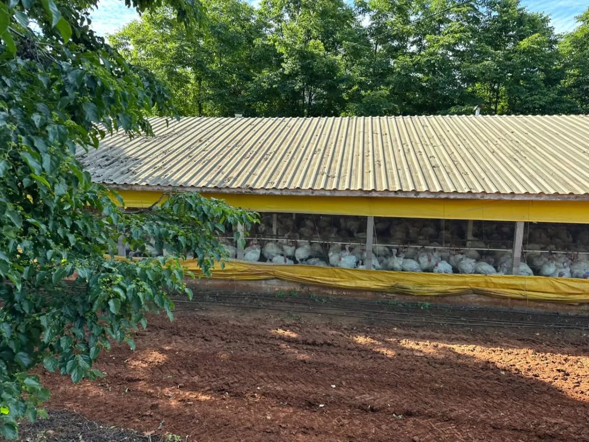 Doença de Newcastle: 6 mil aves são abatidas em granja no Oeste de SC