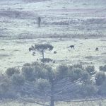 Em plena primavera, Serra de SC amanhece congelada com geada e mínima de -2°C