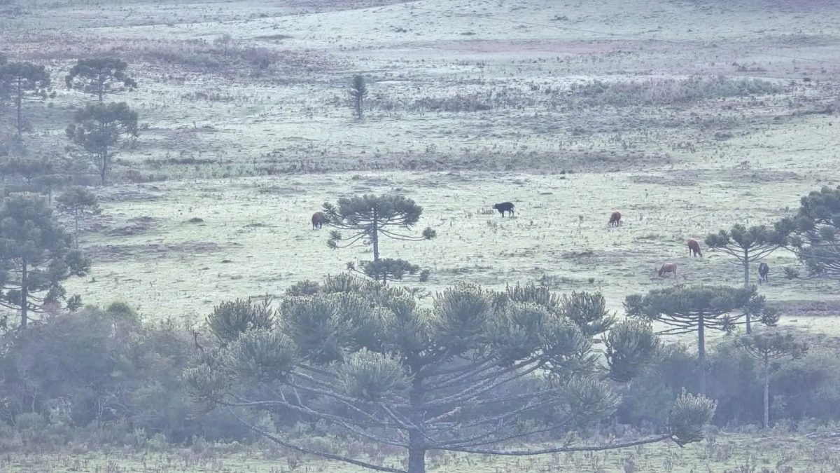 Em plena primavera, Serra de SC amanhece congelada com geada e mínima de -2°C