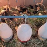 Embrapa cria galinheiro para prevenir doenças em comunidades indígenas