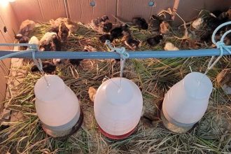 Embrapa cria galinheiro para prevenir doenças em comunidades indígenas