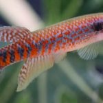 Espécie de 'peixe das nuvens' recém-descoberta no Amapá já corre risco de extinção; entenda