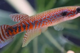 Espécie de 'peixe das nuvens' recém-descoberta no Amapá já corre risco de extinção; entenda