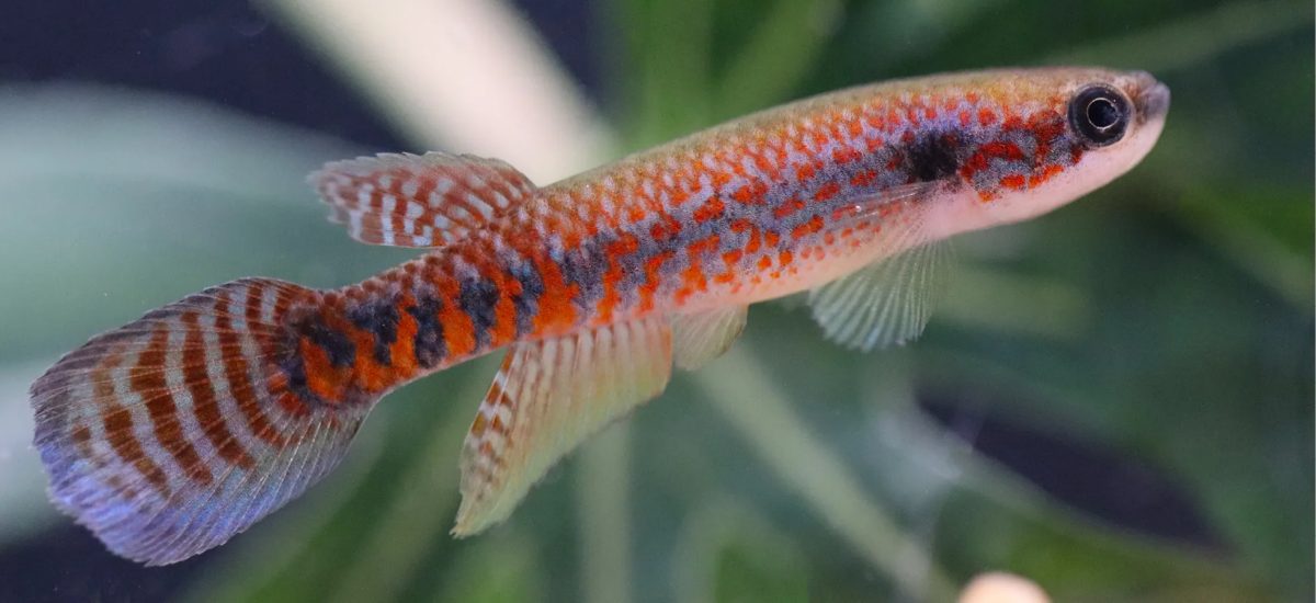 Espécie de 'peixe das nuvens' recém-descoberta no Amapá já corre risco de extinção; entenda