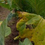 Excesso de chuva no RS apodrece grãos, atrasa plantios e quase triplica preço do tomate