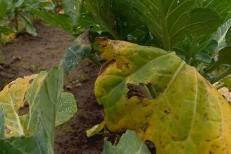 Excesso de chuva no RS apodrece grãos, atrasa plantios e quase triplica preço do tomate