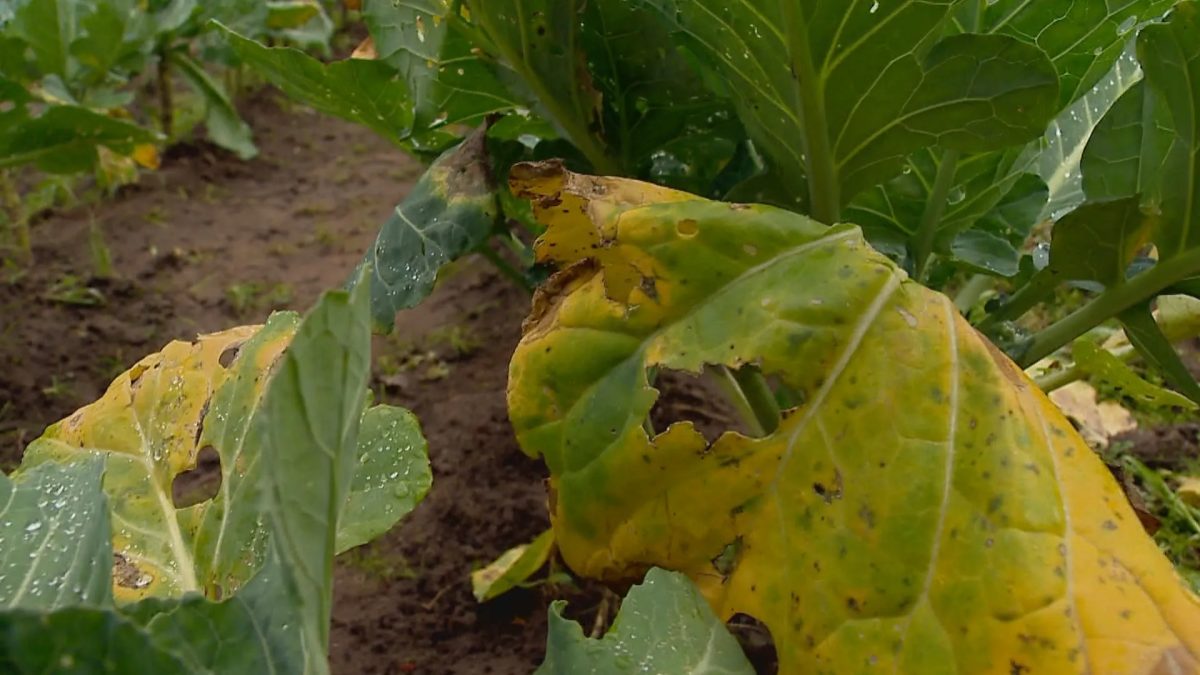 Excesso de chuva no RS apodrece grãos, atrasa plantios e quase triplica preço do tomate