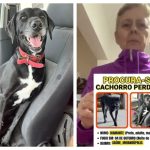 Família procura por cachorro ‘Diamante’, que fugiu de casa durante comemorações com fogos, em razão do 1° turno eleitoral em SP