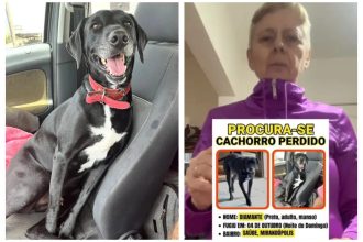 Família procura por cachorro ‘Diamante’, que fugiu de casa durante comemorações com fogos, em razão do 1° turno eleitoral em SP