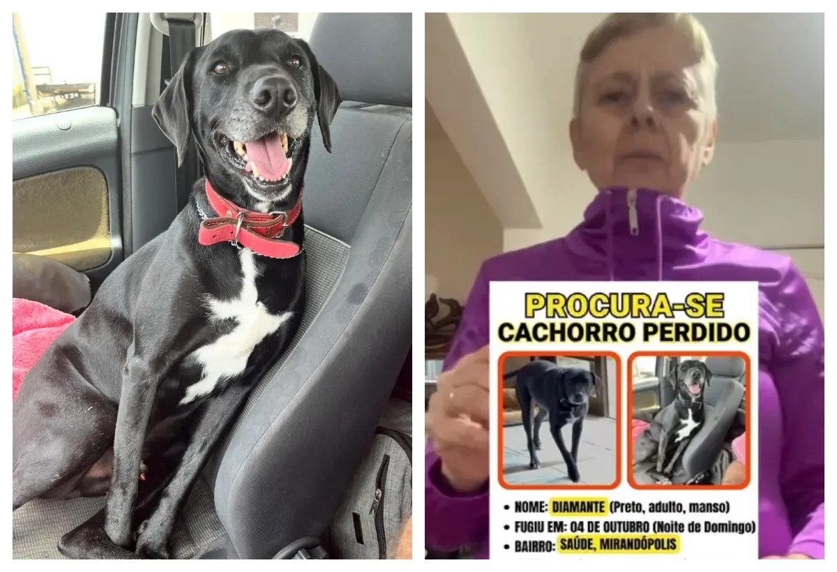 Família procura por cachorro ‘Diamante’, que fugiu de casa durante comemorações com fogos, em razão do 1° turno eleitoral em SP