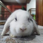 Fofinhos? Cidade na Itália vai transferir coelhos invasores de cemitério após reclamações de parentes de falecidos