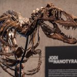 Fóssil de dinossauro parecido com um ‘mini T. rex’ é vendido por R$ 254,6 milhões