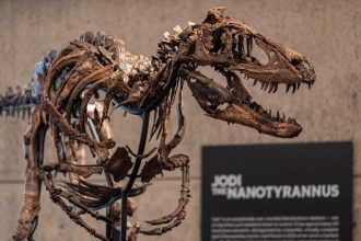 Fóssil de dinossauro parecido com um ‘mini T. rex’ é vendido por R$ 254,6 milhões