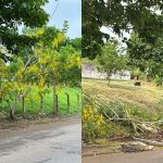 Fotojornalista denuncia derrubada de acácia-amarela cultivada por quase 7 anos no Acre
