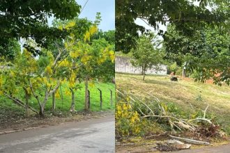 Fotojornalista denuncia derrubada de acácia-amarela cultivada por quase 7 anos no Acre
